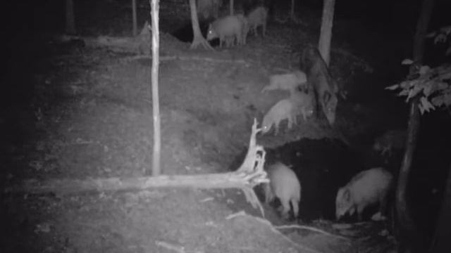 Фотоловушка BolyGuard BG 330. Дикие кабаны / Trail camera BolyGuard BG 330. смотреть онлайн