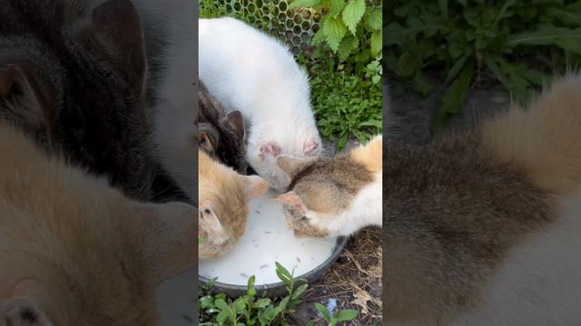 НЯМ ПАРНОЕ МОЛОЧКО ДЛЯ ДИКИХ КОТИКОВ смотреть онлайн