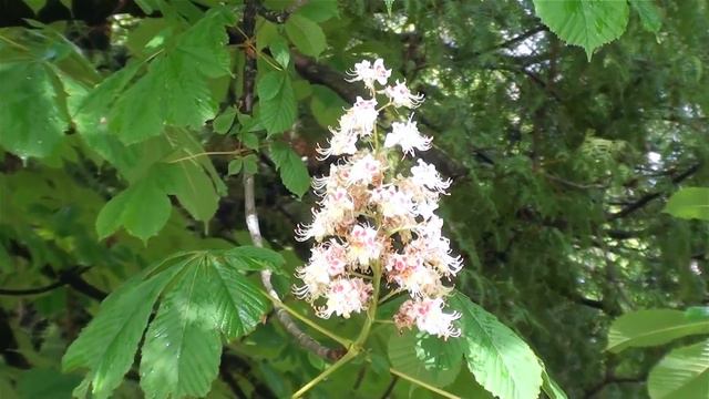 Весна - Зацвіла акація - Ukraine - Spring - Acacia blossomed смотреть онлайн