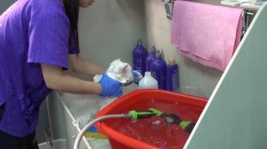 Кошки. Экспресс-Линька. Все нюансы от Евгении Разиной. Часть 2. Мытьё.