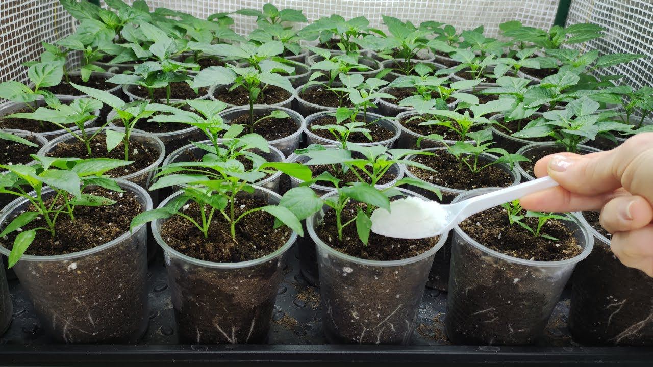 Хотите крепкую здоровую рассаду перца томатов и баклажан. Подкормите один раз сразу после перевалки. смотреть онлайн
