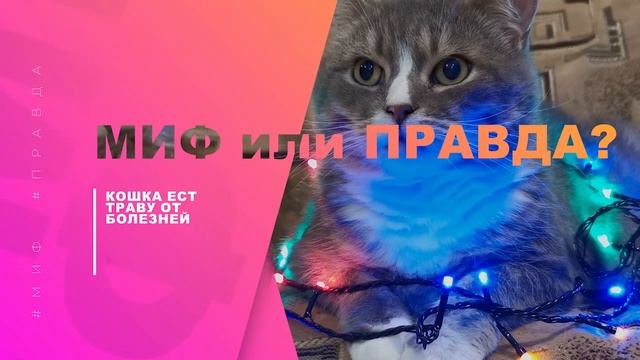 МИФ ИЛИ ПРАВДА? Выпуск 20 | Топ 3 мифа о кошках! смотреть онлайн