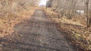 Когда после отела покрывать корову?