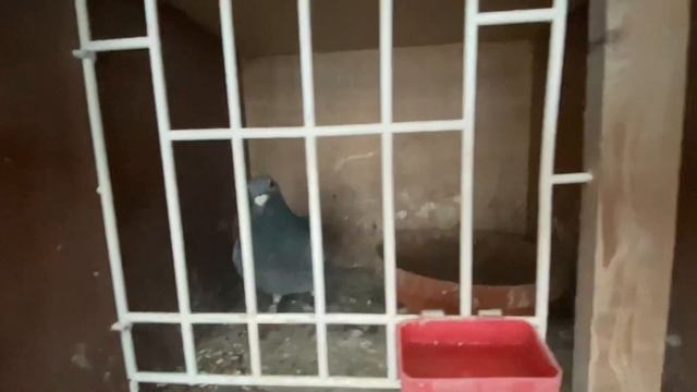 Loft update. смотреть онлайн