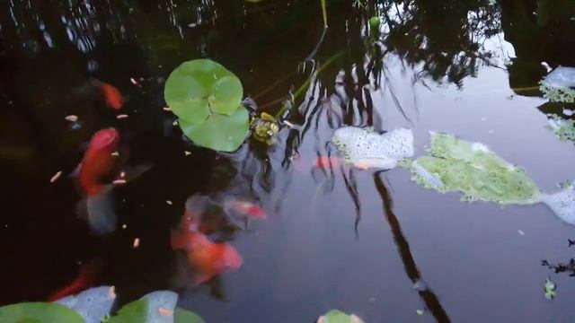 Декоративный прудик. Чистая вода и золотые рыбки. смотреть онлайн