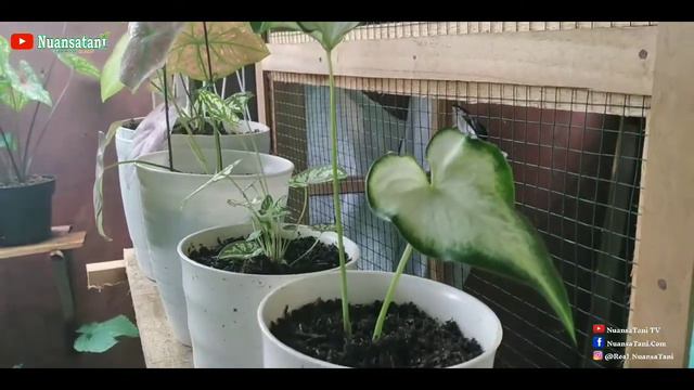 Keladi Keris Putih / Keladi white knight / Keladi white ruffles beserta Harganya !! смотреть онлайн