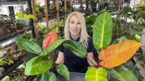 Филодендрон Принц Оранж – пересадка и уход