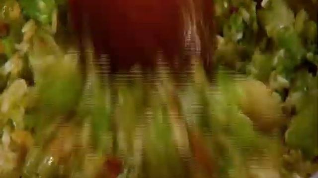 Брокколи терин с орехами смотреть онлайн