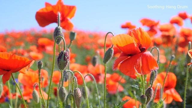 Расслабляющий ханг-барабан. Очистите свой разум от негативных мыслей. Устраните стресс и успокойтесь смотреть онлайн