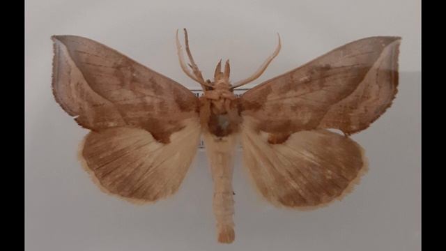 The true vampire ( Calyptra thalictri ) смотреть онлайн