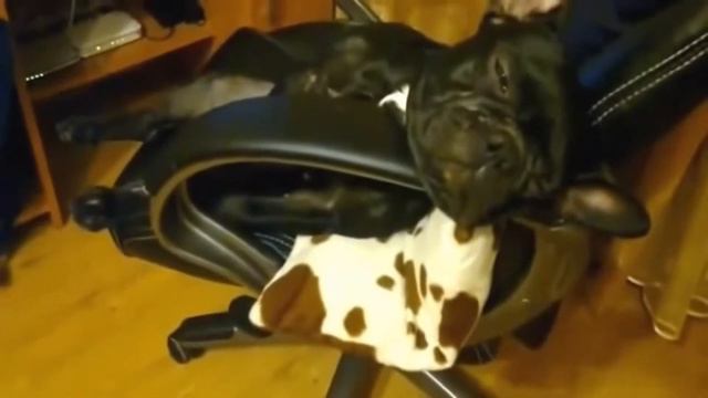 Funny Sleeping Dogs смотреть онлайн