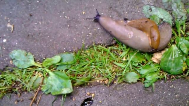 Гигантские слизни в Подмосковье.
