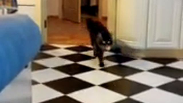 Мейн- кун приносит мячик!) смотреть онлайн