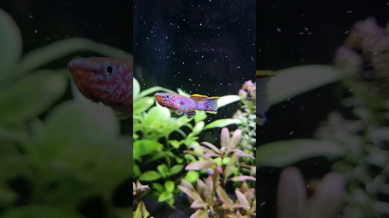 Накидайте лайков красавчику!!! смотреть онлайн