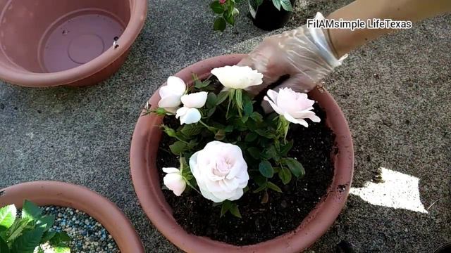 Repotting Miniature Roses