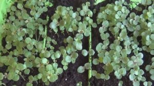 ШИКАРНАЯ РАССАДА ЛЬВИНОГО ЗЕВА СО 100% ВСХОЖЕСТЬЮ СЕМЯН