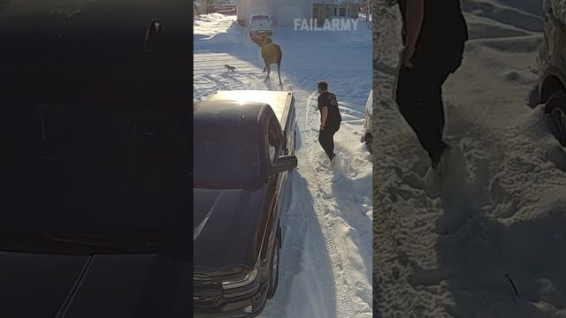 Прикол с животными смотреть онлайн