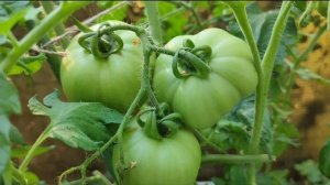 Урожайные сорта томатов/Сорт Москвич/Обзор/Томаты для открытого грунта