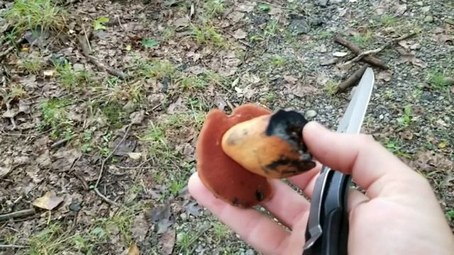 BLUE STAIN BOLETES, Foraging and Old Wive's Tales смотреть онлайн