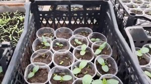 как вырастить крепкую россаду Огурца)