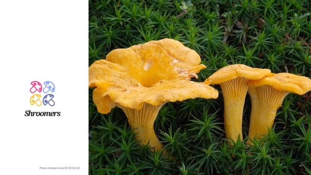 Chanterelle (Cantharellus cibarius) | Lookalikes | Practical Short Profile | Shroomers смотреть онлайн