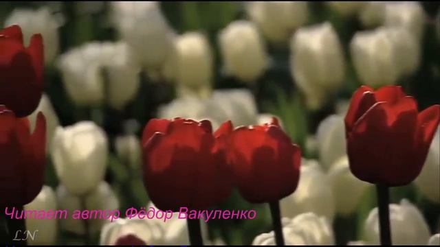 ПОД ОДНОЙ ЗВЕЗДОЙ Читает автор Фёдор Вакуленко Лучшие стихи о любви смотреть онлайн