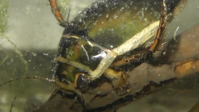 ИНСЕКТАРИЙ: 39. Окаймлённый Плавунец (Dytiscus marginalis) смотреть онлайн