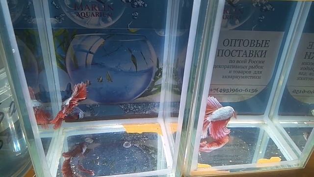 Петушки халф мун самцы двухцветный дракон класс А смотреть онлайн