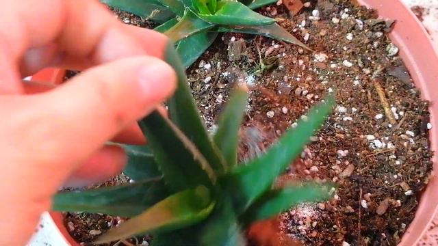 Alworthia Black Gem DONSUCULENTO