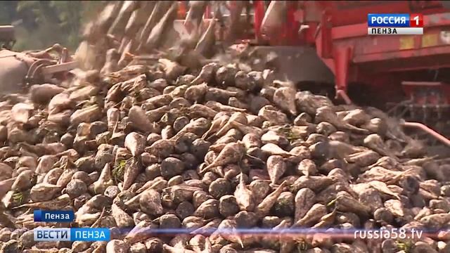 Пензенская область вышла в лидеры в ПФО по урожайности сахарной свеклы смотреть онлайн