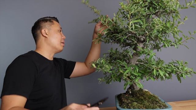 Bonsai Pruning Maintenance - Pyracantha Bonsai Tree
