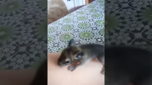 Белка Дегу..1 неделя)) смотреть онлайн