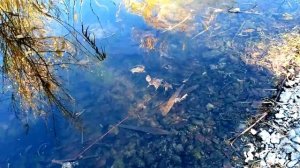 Нерест щуки у самых ног, весна 2021!!!Уникальные кадры