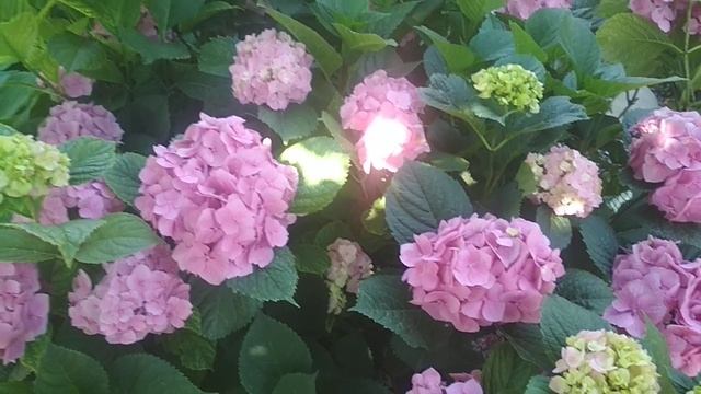 Гортензия.Хлороз и другие болезни.Как определить. #гортензиякрупнолистная смотреть онлайн