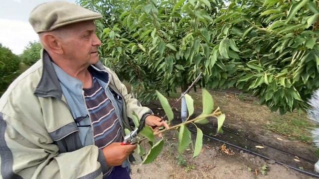 Маточно-черенковый сад. Окулировка на Манжурском персике, ВВА-1, ВСЛ-2 смотреть онлайн