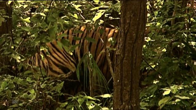 How is the day to day of the Bengal Tiger? Here you can discover it in detail... смотреть онлайн