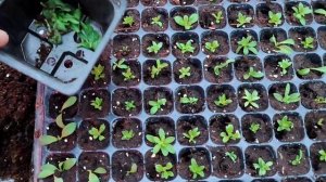 Черенкование калибрахоа зимой