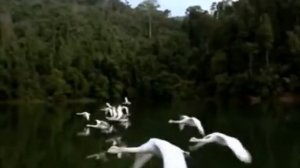 Various Artists - Ой вы, гуси, мои лебеди