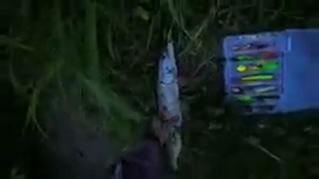 ЩУКА 2 кг САЛАУСЬ РЕКА ШУШМА