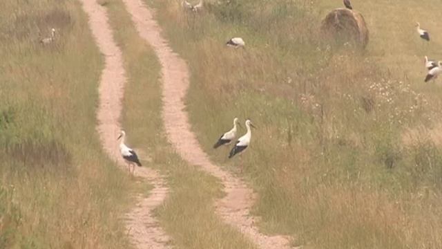 песня аисты