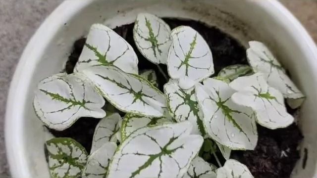 Pesona Syngonium Mini Liliput смотреть онлайн
