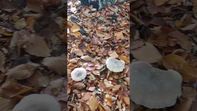 осень лес грибы осеняя красота ) смотреть онлайн
