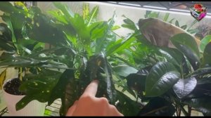 ЦВЕТЕНИЕ КРОТОНА позволить нельзя оборвать. Как выглядят мужские, женские и гермафродитные цветонос