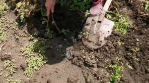 Влог: Переехали на юг. Работы выше крыши. Первый урожай.