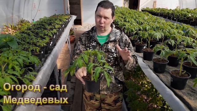 Догнали огородников (быстрый рост рассады) смотреть онлайн