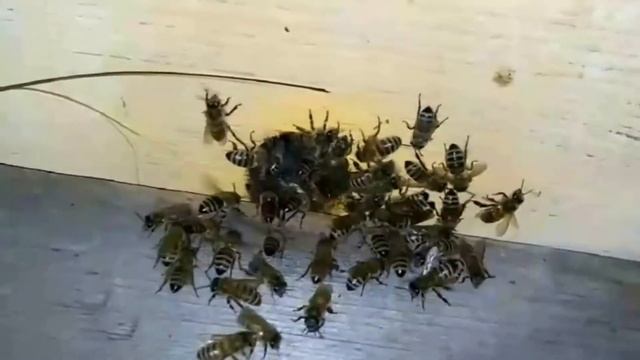 Спят ли пчёлы по ночам? смотреть онлайн