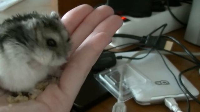 Хомяк выплёвывает запасы из толстых щёк