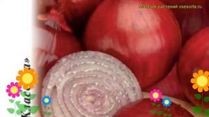 Лук репчатый Кармен МС. Краткий обзор, описание характеристик, где купить семена, луковицы állium