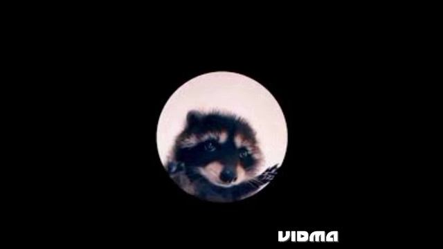 🔊ОЧЕНЬ ГРОМКИЙ ПЕДРО ПЕДРО🔊 #shorts #tiktok #top #loud #педро #добро