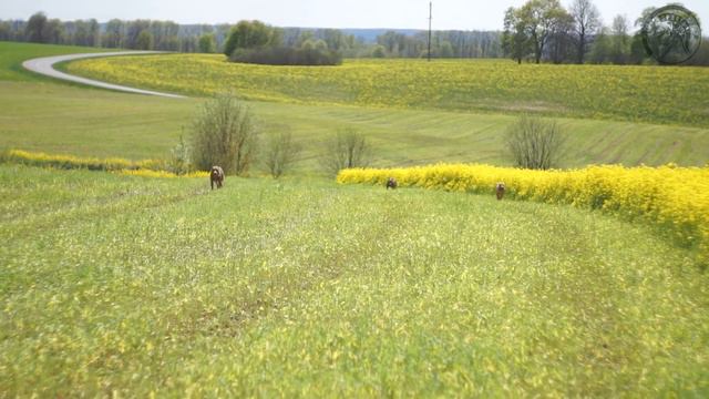 Питбули и рапс. (Спарта, Летта и Буш, май 2020) смотреть онлайн